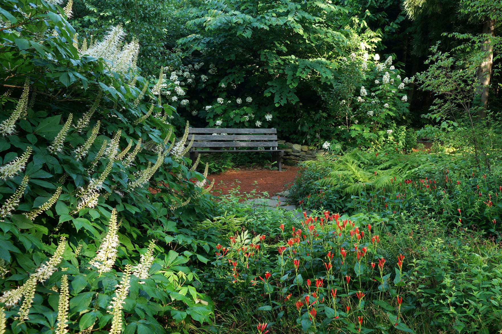 white butterfly bush
